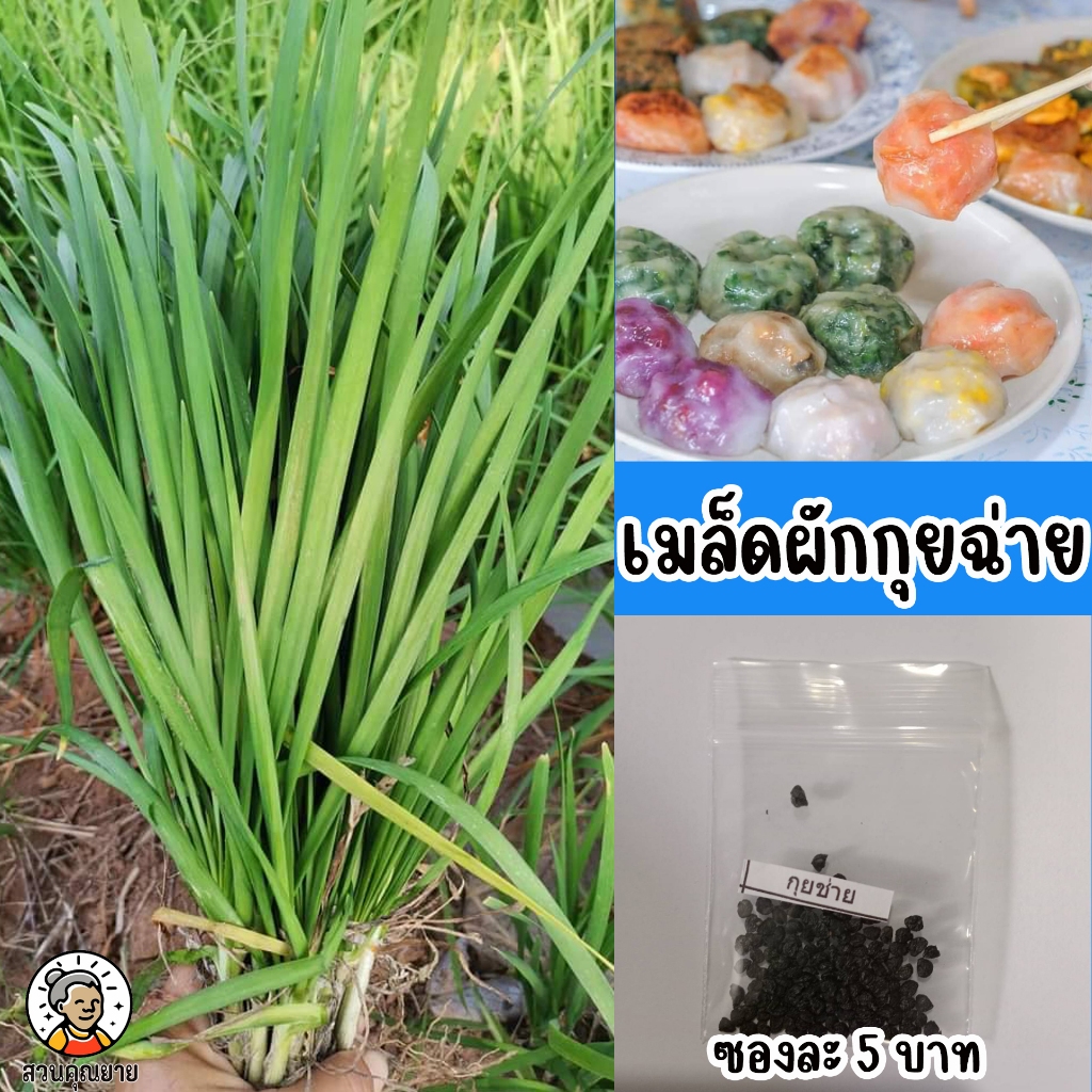 เมล็ดกุยช่าย ปิงปอง ใบนุ่ม เหนียว เหมาะสำหรับตัดใบเขียว และทำกุยช่ายขาว เหมาะทำขนมกุยช่ายเป็นพิเศษ