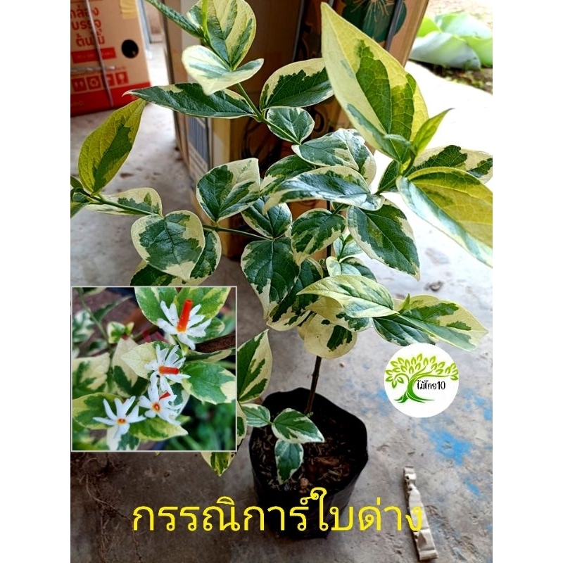 ต้นกรรณิการ์ใบด่าง กรรณิกาด่าง ดอกหอม เลี้ยงง่าย ให้ดอกทั้งปี