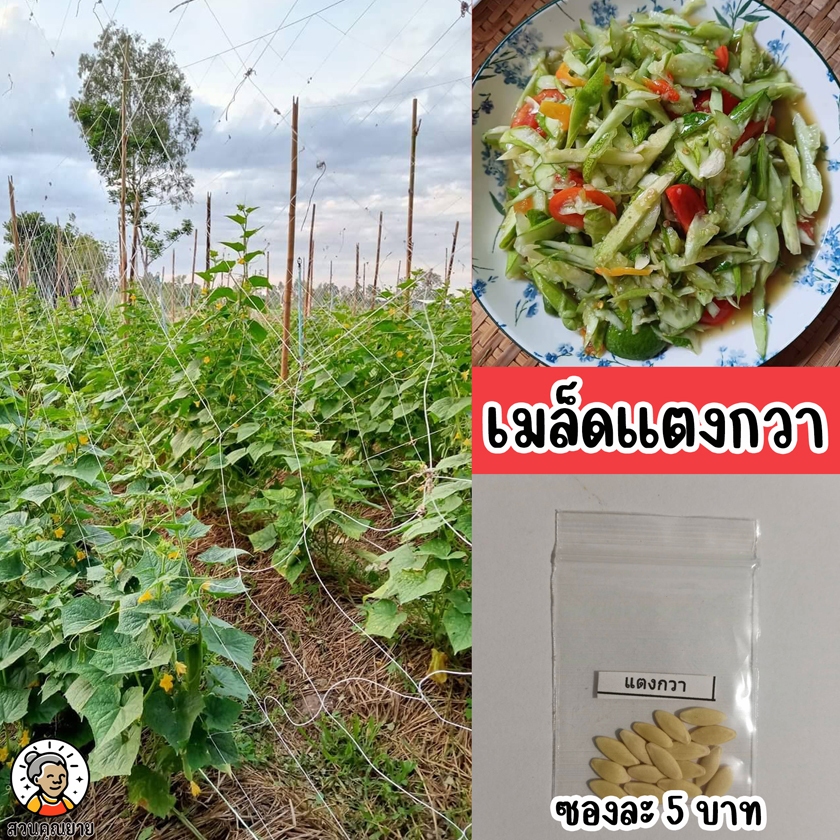 เมล็ดแตงกวา ติดผลเร็ว ให้ผลดก หัวและท้ายมน ผิวสีเขียวอ่อน ยาว 8-10 ซม เนื้อแน่นไม่เหลืองง่าย
