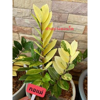 กวักมรกตด่าง ฟอร์มกอมินิ(เลื่อนเลือกต้นตามภาพ1-7ได้เลยค่ะ)