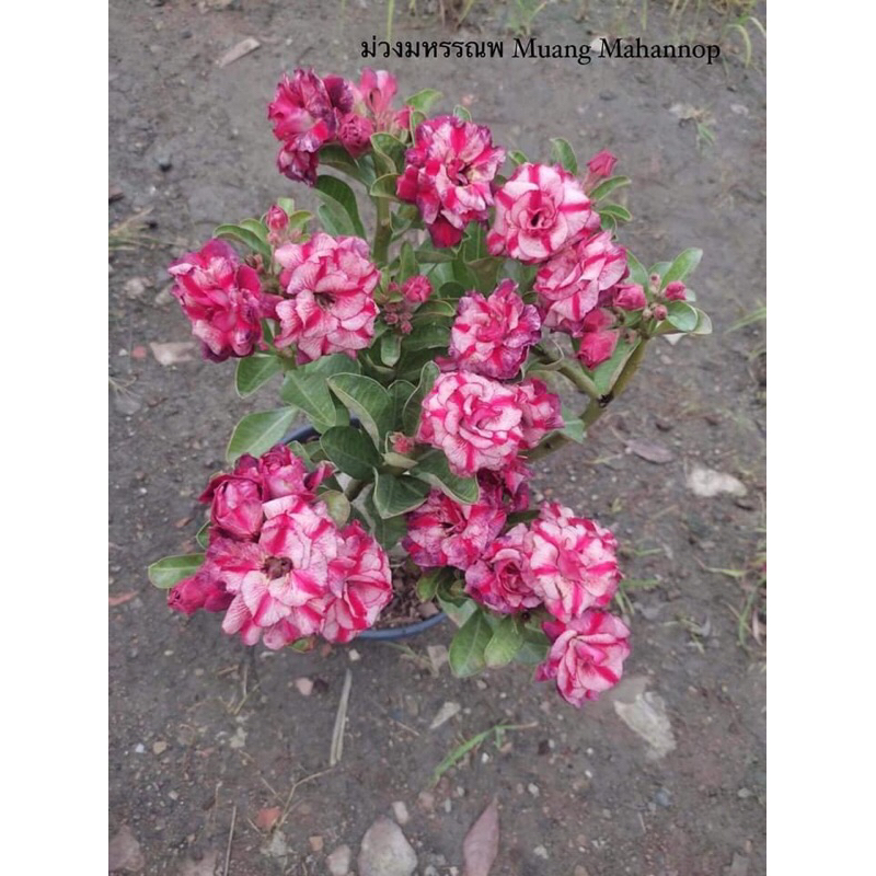 ชวนชมดอกซ้อน-ม่วงมหรรณพ Muang Mahannop ..