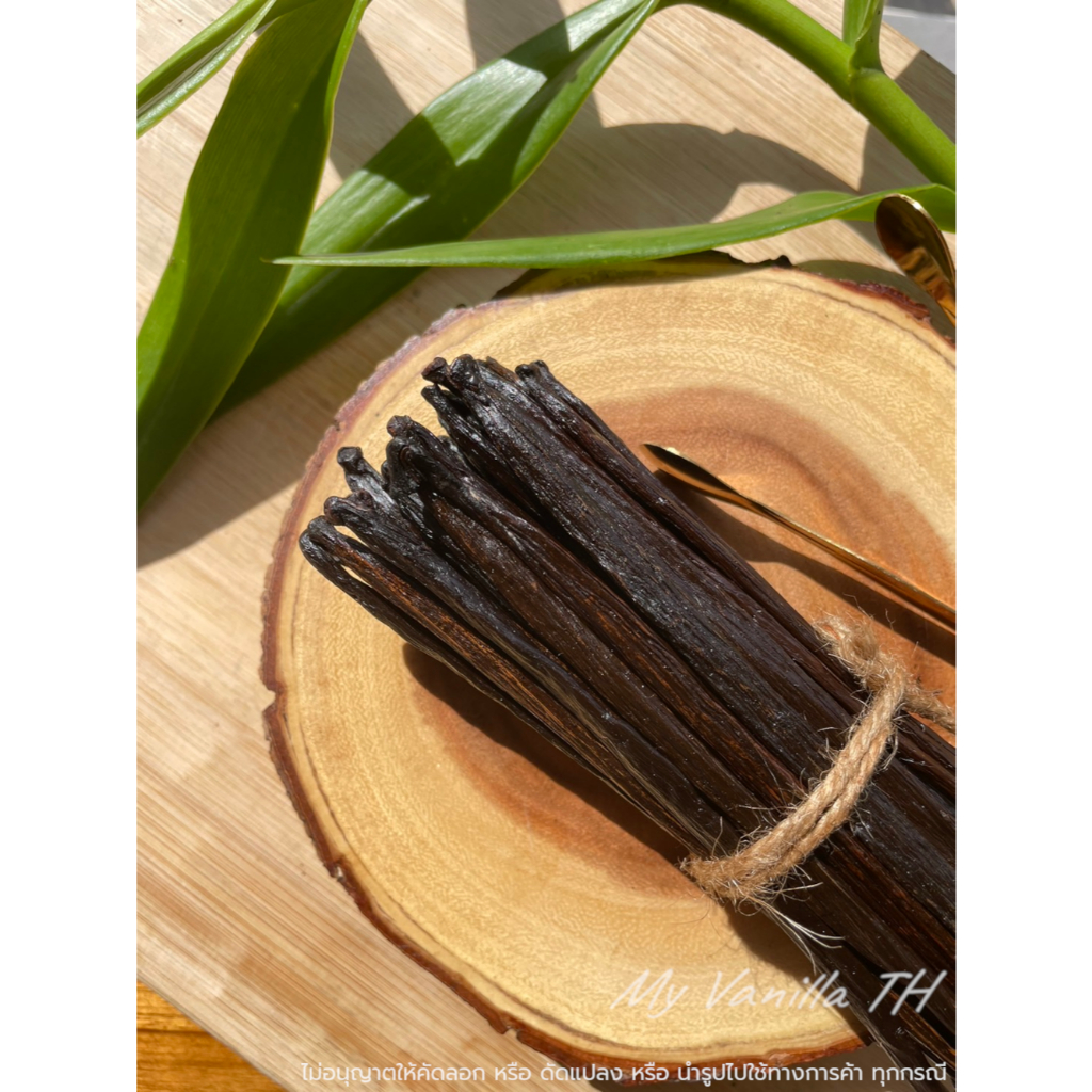 (10 แถม1 **Tahitian Vanilla**) **เกรดA 15 cm** ฝักวานิลลา สายพันธุ์ตาฮิเตี้ยน (Tahitian Vanilla)