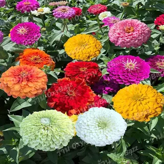 เมล็ดพันธุ์ดอกบานชื่นจัมโบ้ บานชื่นกลีบซ้อน คละสี 120เมล็ด Zinnia ต้นบานชื่นหลากสี