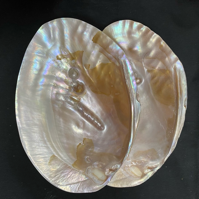 เปลือกหอยมุกขัดเงา POLISHED PEARL SHELL สำหรับผลไม้หรือจานอาหาร 11-20cm