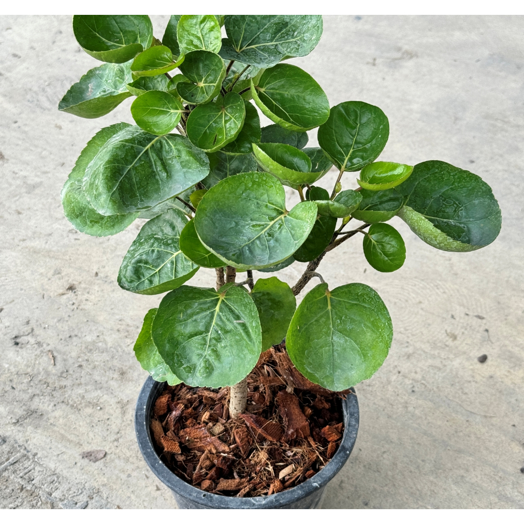 มุมมอง 7