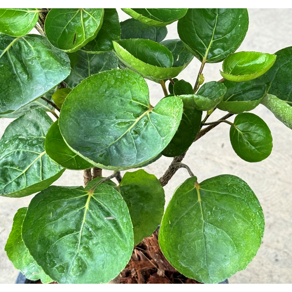 มุมมอง 6