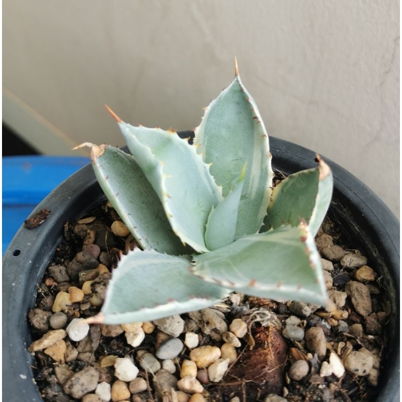 Agave​  kabutogani​ variegated​