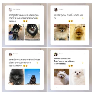 PETSMILE แชมพูป้องกันแบล็คสกินและเชื้อรา สำหรับปอมเมอเรเนียน 550ml
