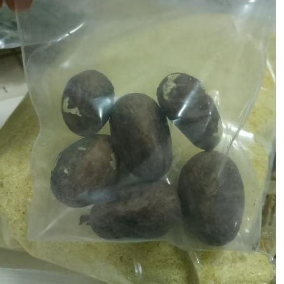 bitter kola seed from Nigeria 6 pieces for 100 baht