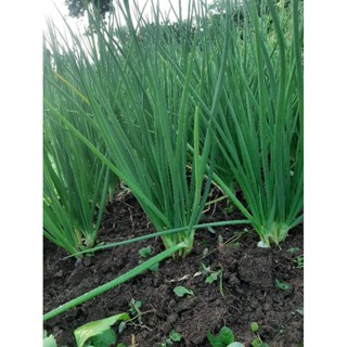 เมล็ดต้นหอมแบ่ง 100 เมล็ด (5แถม1คละได้)