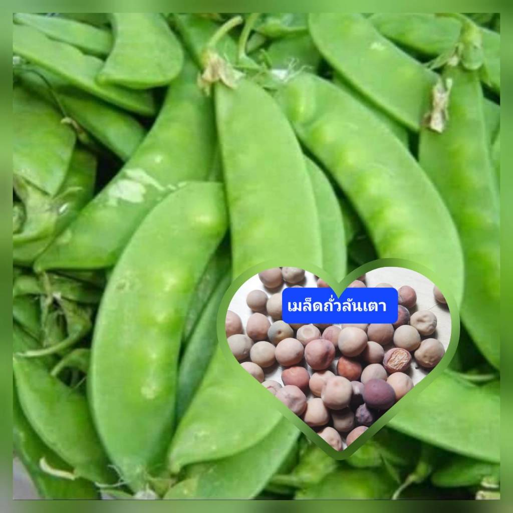 เมล็ดถั่วลันเตา 20 เมล็ด ถั่วลันเตาหวาน เมล็ดผักสวนครัว