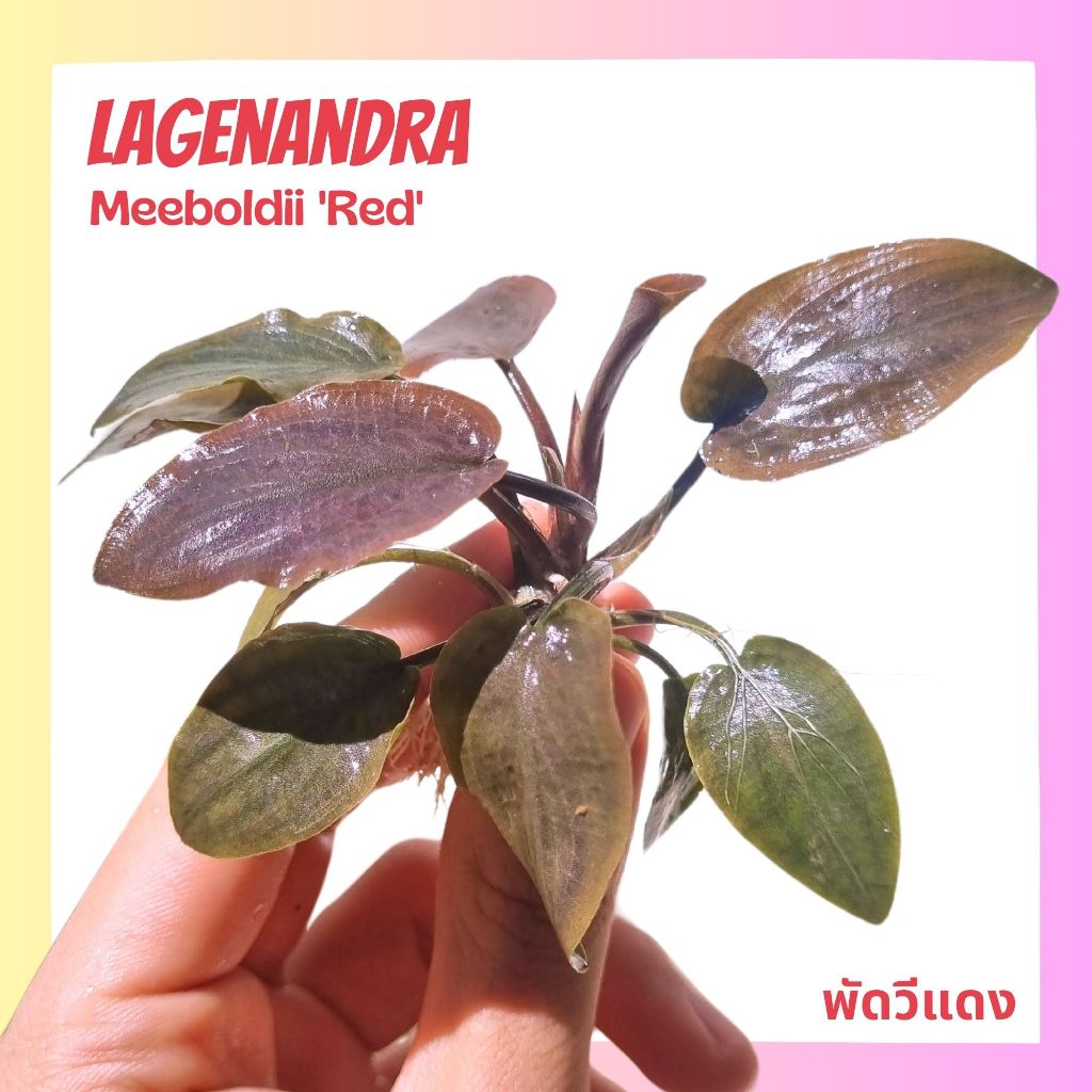 พัดวีแดง (ลาเจนานดร้า) ต้นไม้น้ำ - Lagenandra Meeboldii 'Red'