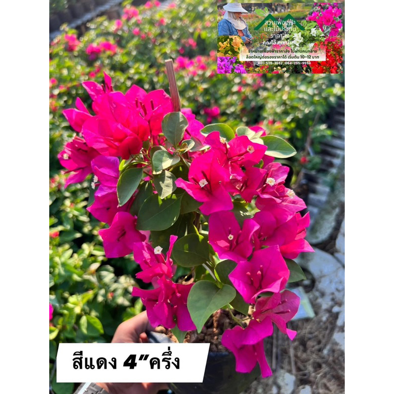 เฟื่องฟ้าราคาส่ง ขนาดถุงดำ 4” สีแดง สีแดงบานเย็น ส่งทั้งถุงติดดอกทุกต้น ทนแดดทนฝน ออกดอกทั้งปี