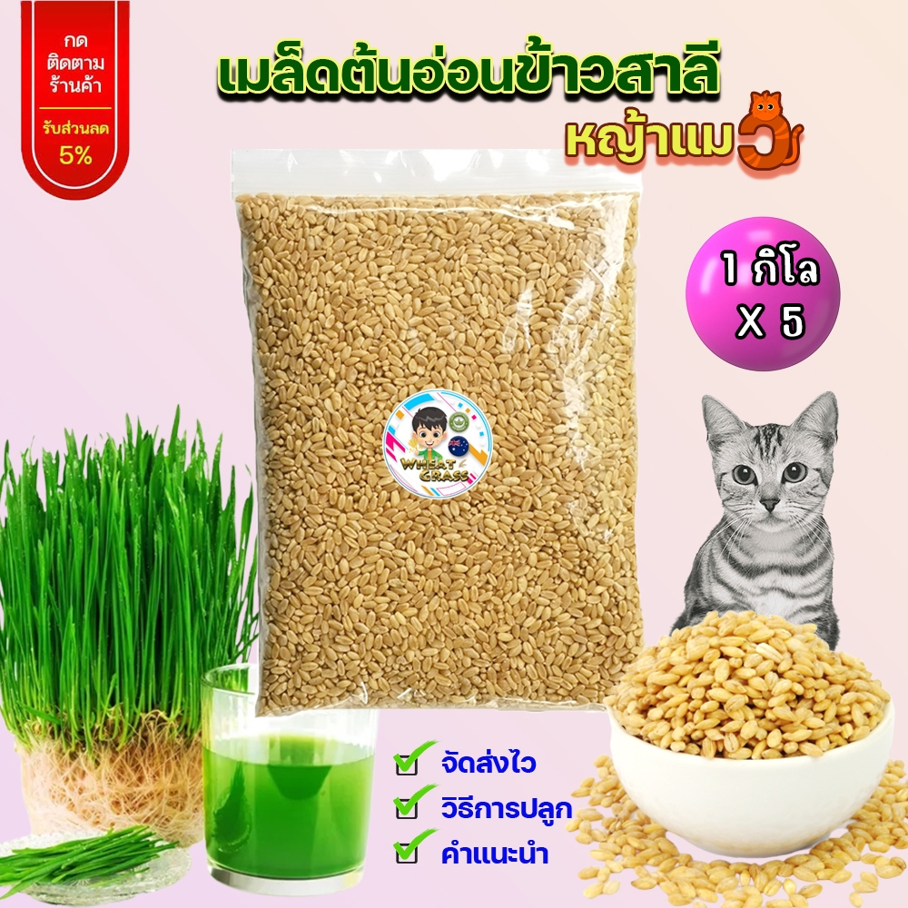 1 กก x 5 เมล็ดข้าวสาลีเกรดนำเข้า หญ้าแมว ราคาถูก อัตราการงอกสูง Australian