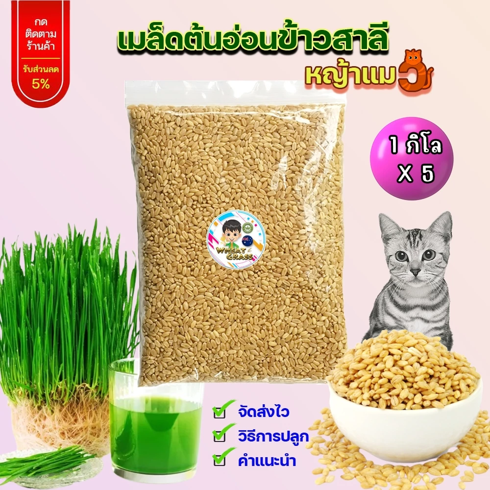 1 กก x 5 เมล็ดข้าวสาลีเกรดนำเข้า หญ้าแมว ราคาถูก อัตราการงอกสูง Australian