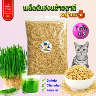 1 กก x 5 เมล็ดข้าวสาลีเกรดนำเข้า หญ้าแมว ราคาถูก อัตราการงอกสูง Australian