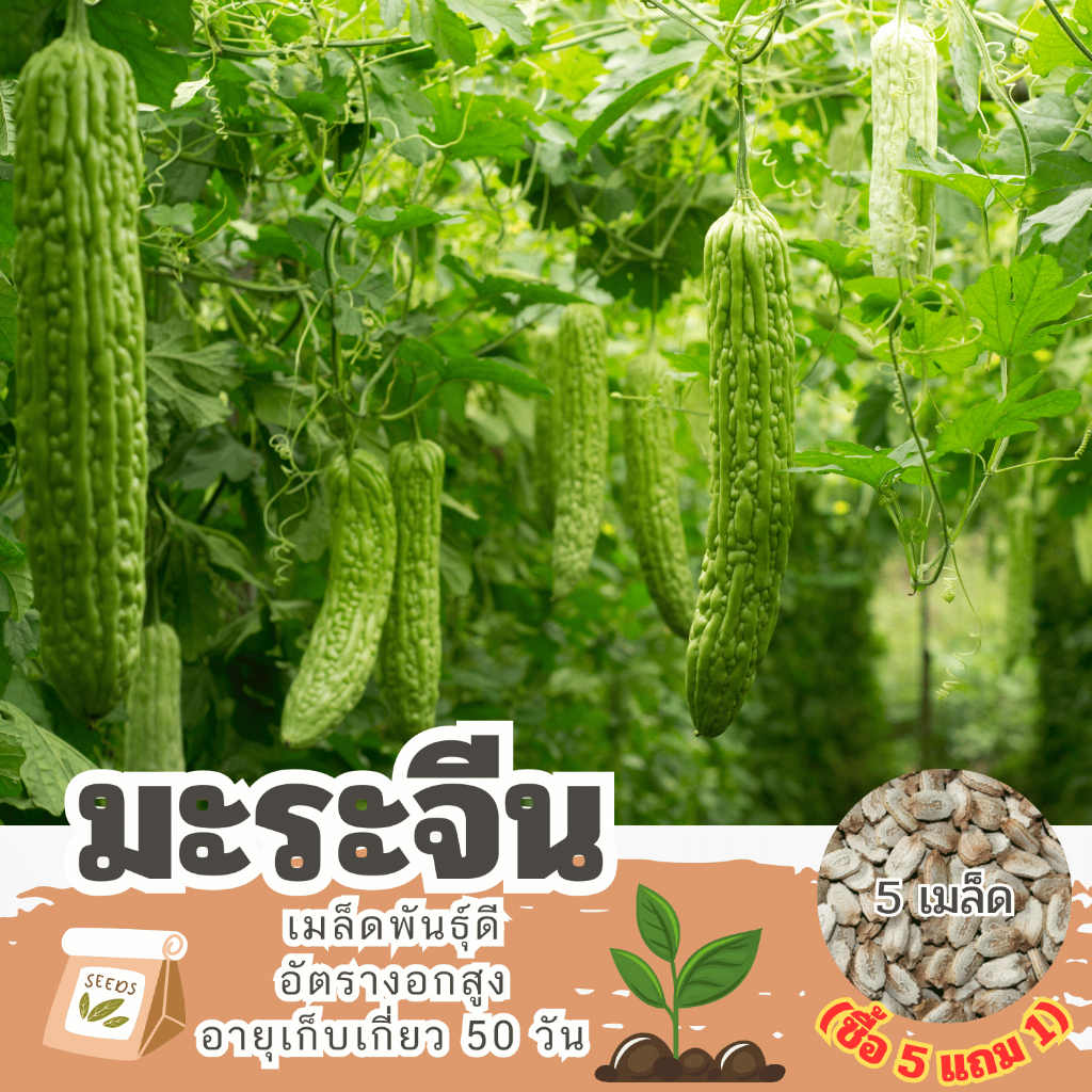 เมล็ดมะระจีน แบ่งขาย 5 เมล็ด (ซื้อ 5 แถม 1) คละชนิดได้