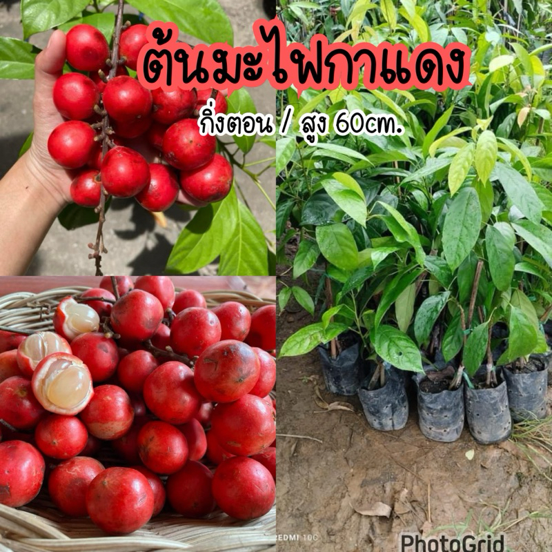 ต้นมะไฟกาแดง ผลสีแดงเนื้อสีขาว กิ่งตอน สูง60ซม.