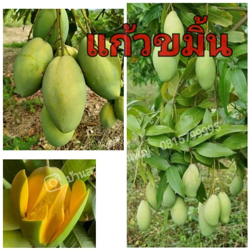 มะม่วงแก้วขมิ้น พันธุ์ลูกใหญ่ เนื้อเหลือง