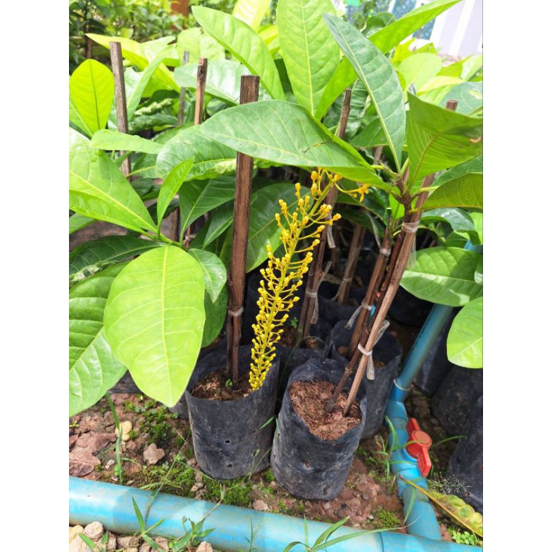 ต้นสร้อยสุวรรณ/โซ่ทองคำ/ชำกิ่ง40-50ซม. ช่อดอกสีเหลืองทองยาว ติดดอกดก