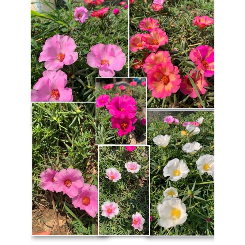 แพรจำโบ้คละสี6สีคละสี1ชุดได้ ครึ่ง กก. 79คละสีจ้ากิ่งสมบูรณ์