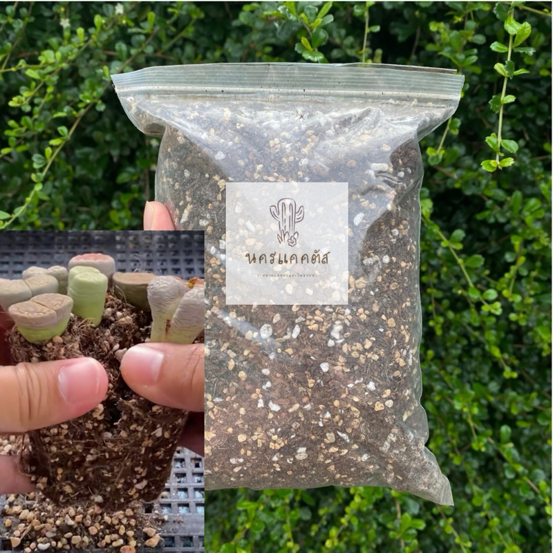 พร้อมส่ง❗ดินปลูกไลทอป lithop ไม้อวบน้ำ succulent แพ็ค 500 กรัม (ผสมเสร็จพร้อมใช้)