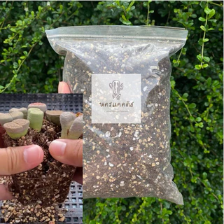 พร้อมส่ง❗ดินปลูกไลทอป lithop ไม้อวบน้ำ succulent แพ็ค 500 กรัม (ผสมเสร็จพร้อมใช้)