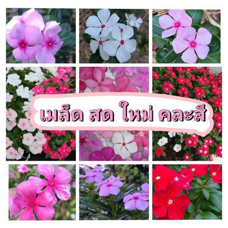 แพงพวย 300 เมล็ด เมล็ดดอกแพงพวย คละสี เก็บสดใหม่ งอกง่าย ปลูกครั้งเดียวได้ชมดอกตลอดปี
