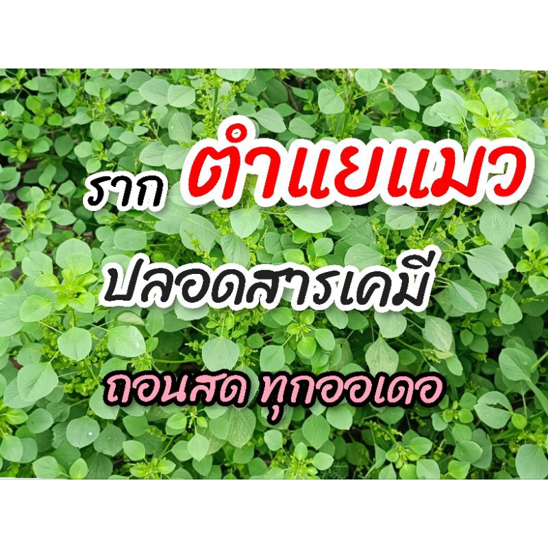 รากตำแยแมว รากเน้นๆ ต้นละ 1 บาท