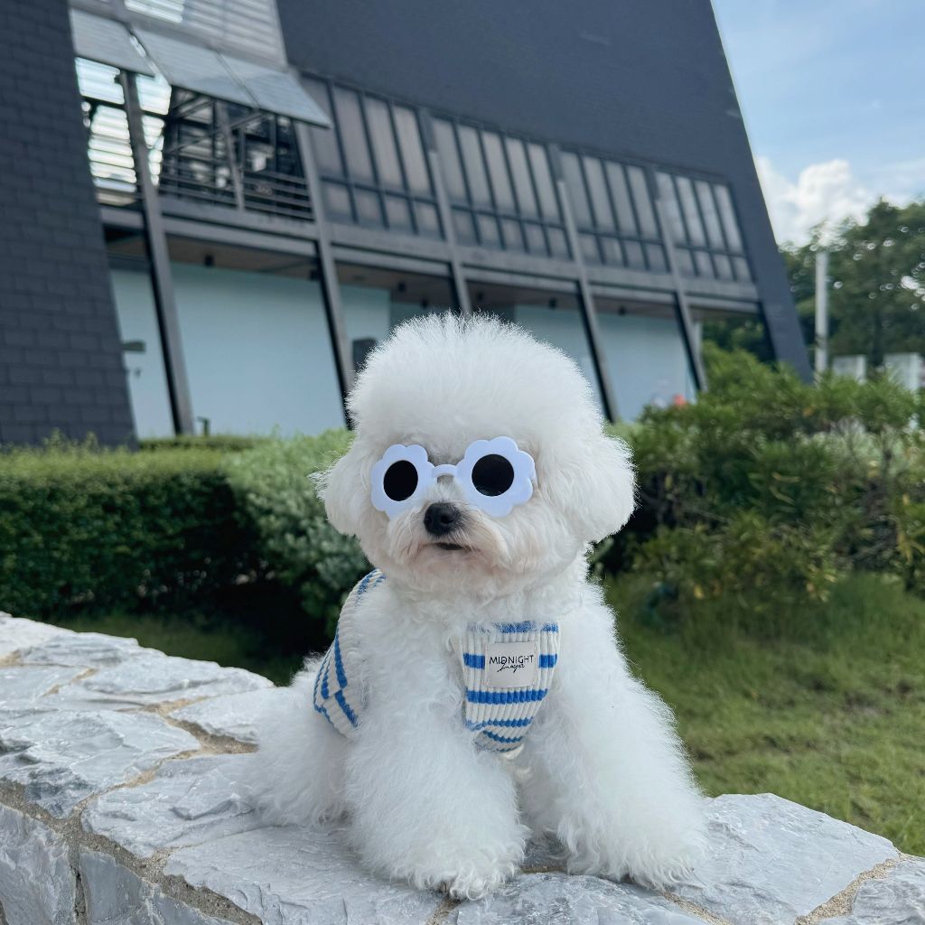 Midnight Layer - Spaghetti Top Collection - เสื้อผ้าสัตว์เลี้ยง (BLUE)