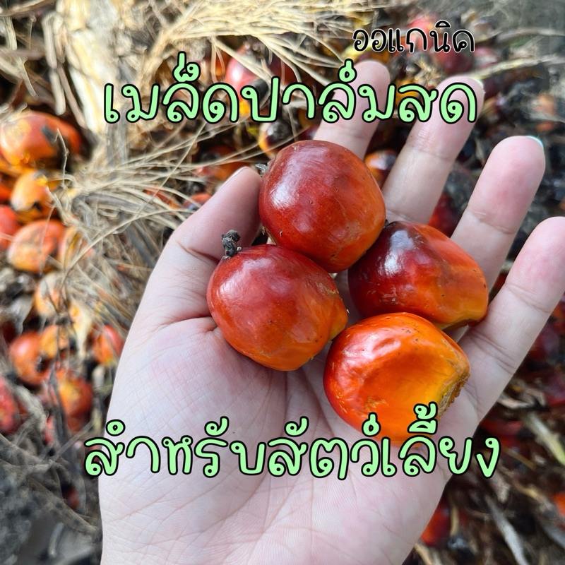 ลูกปาล์มสด ปาล์มสุก สำหรับสัตว์เลี้ยง นก หนู กระรอก