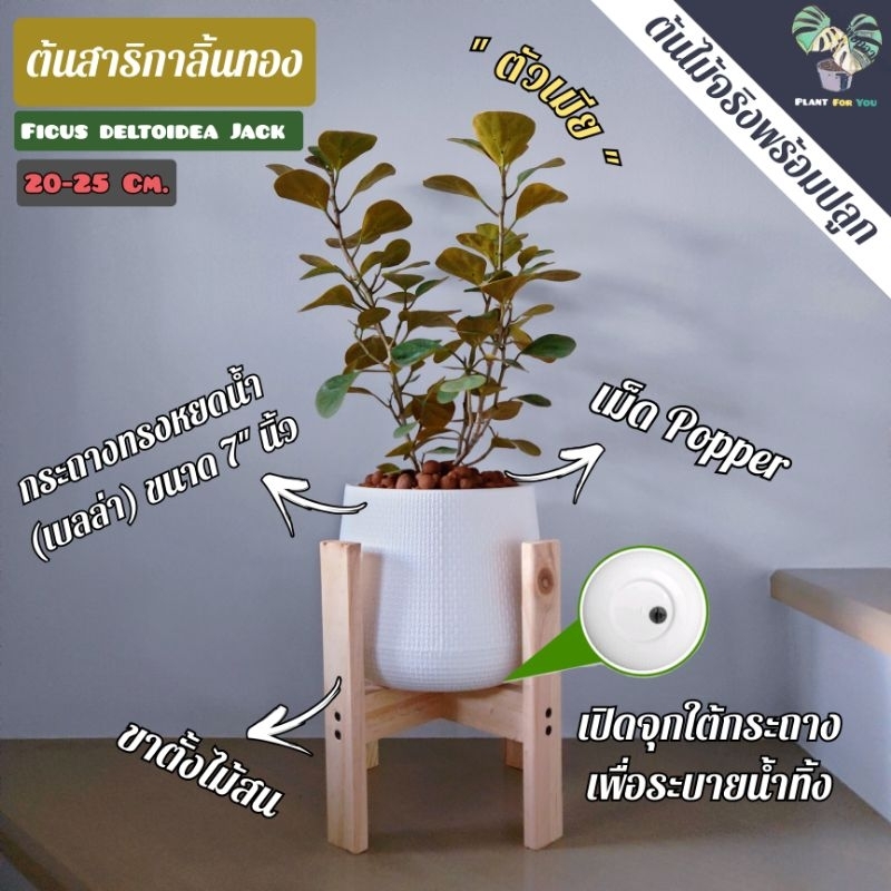 ต้นสาริกาลิ้นทอง "mistletoe fig"  (ตัวเมีย,ตัวผู้) พร้อมกระถางเลือกแบบได้+จานรอง+เม็ดPopper+ขาตั้ง (ต้นไม้มงคล)