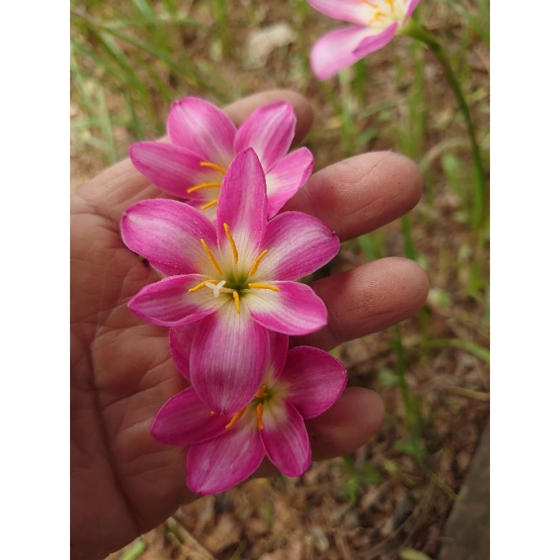 บัวดิน z.Rainlily Orchid.       กล้วยไม้