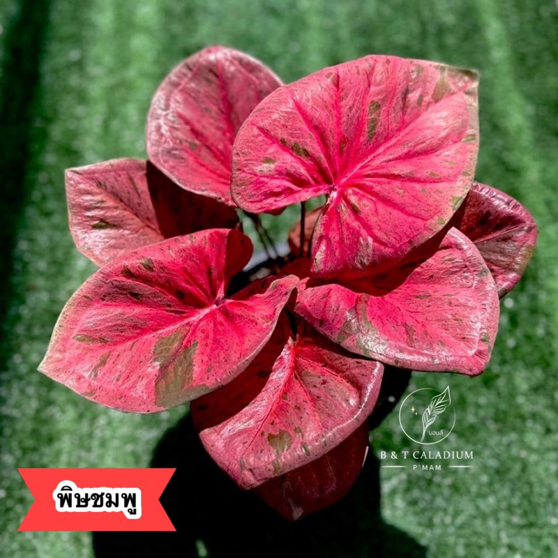 [อัพ10/02/68] บอนสี พิษชมพู ไม้ใหม่กัดสีสวย