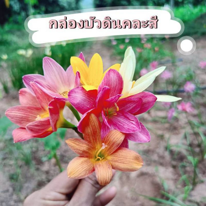 บัวดินคละสี 50 หัว เป็นหัวขนาดกลาง หัวไซส์ให้ดอก คละหลายสีตามตัวอย่างในภาพ มีแถมค่า ได้ทุกโทนสี