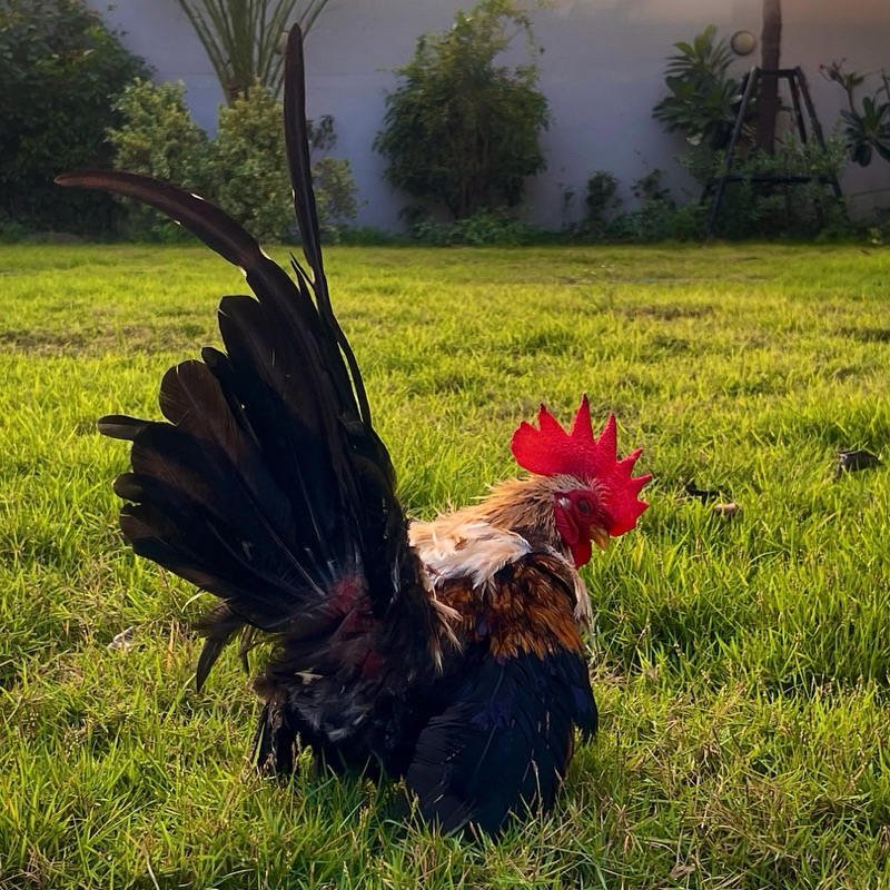 ไข่เชื้อ ไก่แจ้ สีกาบอ้อย