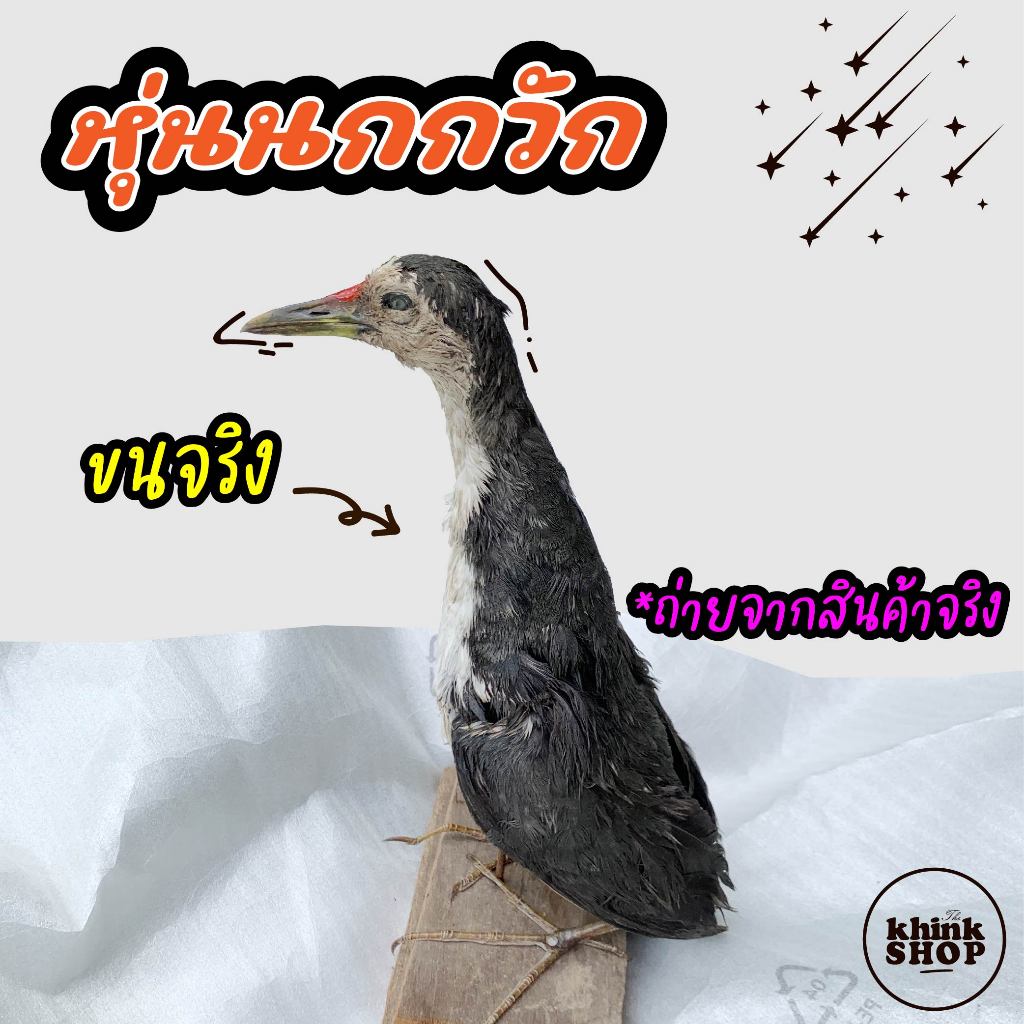 หุ่นนกกวัก นกไก่นา ของแท้ ขนจริง สวยๆ ใช้ล่อ ใช้ต่อ มีตัวได้แน่นอน