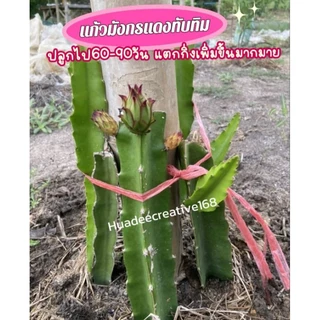ต้นแก้วมังกร (จำหน่ายกิ่งพันธ์) เนื้อในสีแดงทับทิม กิ่งพันธฺุ์คุณภาพ
