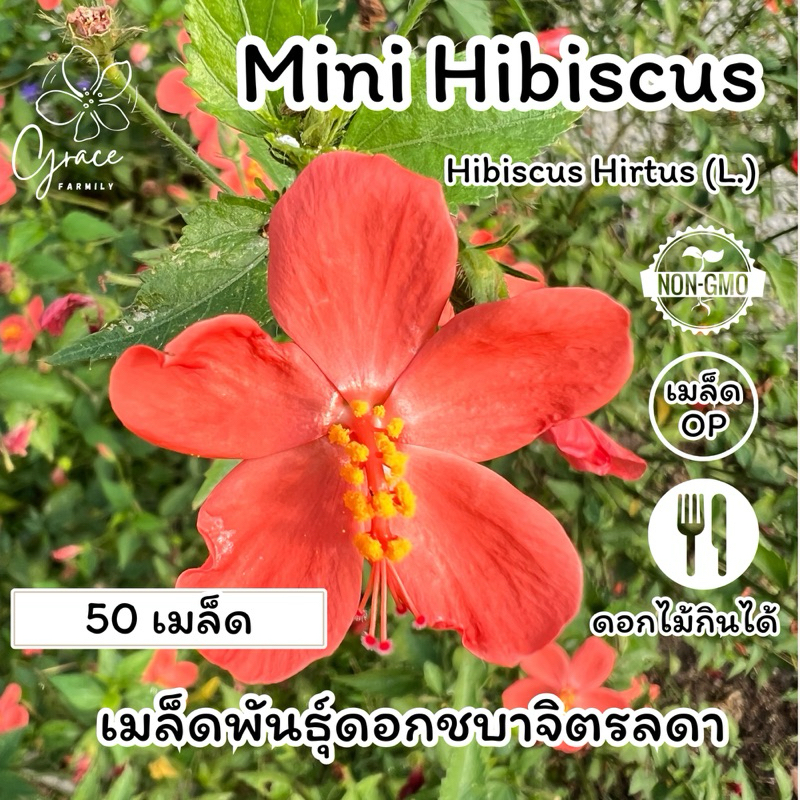 เมล็ดพันธุ์ชบาจิตรลดา เมล็ดพันธุ์ดอกไม้กินได้
