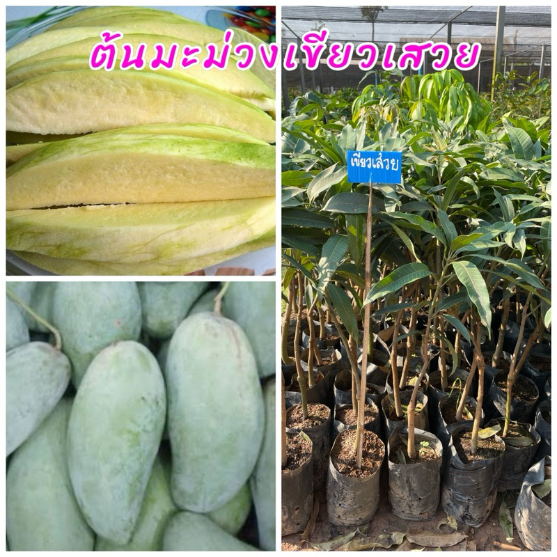ต้นมะม่วงเขียวเสวย เสียบยอด ต้นพันธุ์เตี้ยนิยมทานผลสด รสชาติหวานมัน กรอบอร่อย ขนาดขนาดต้นที่จัดส่ง 50 ￼เซนติเมตร