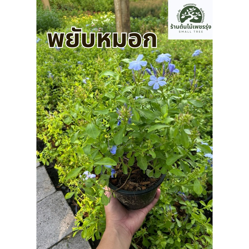 ต้นพยับหมอก กระถาง 6“ 🌷 ต้นกล้าแข็งแรง โตเร็ว พร้อมปลูก ต้นไม้ดอกไม้ประดับ 🚚 การขนส่งเสียหายทางร้านเปลี่ยนสิ้นค้าให้ใหม่
