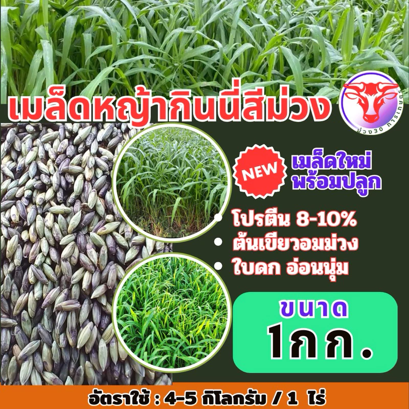 ✅ กินนี กินนี่สีม่วง เมล็ดหญ้ากินนี่สีม่วง 1 กิโลกรัม(พร้อมปลูก)