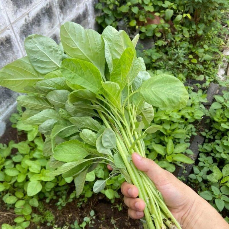 เมล็ดพันธุ์ผักโขมป๊อป3,000 เมล็ด 20 บาท