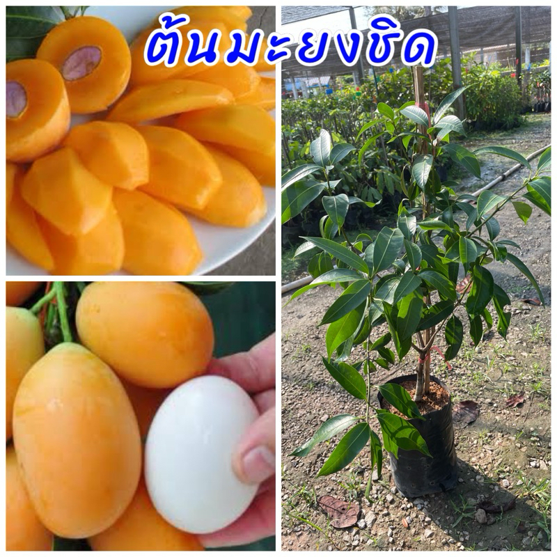ต้นมะยงชิดทูลเกล้า (ทาบกิ่ง)ขนาดต้น 80ซมปลูก 1ปีติดผล ผลสุกเปรี้ยวอมหวานรสชาติอร่อยผลใหญ่ติดผลดกมาก