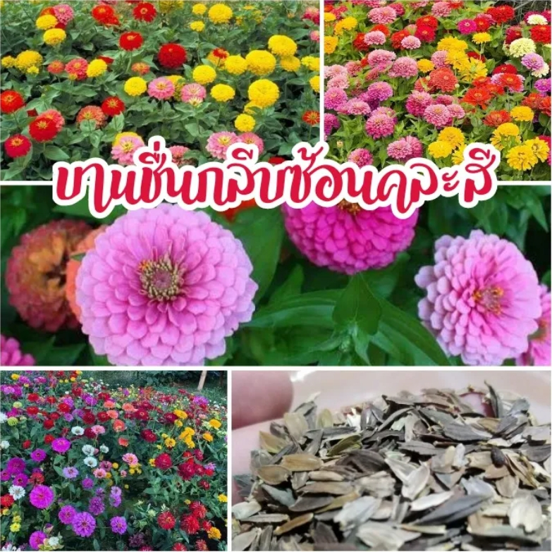 เมล็ดพันธุ์ดอกบานชื่น กลีบซ้อน คละสี 100เมล็ด Zinnia ต้นบานชื่นหลากสี 680 Ratings