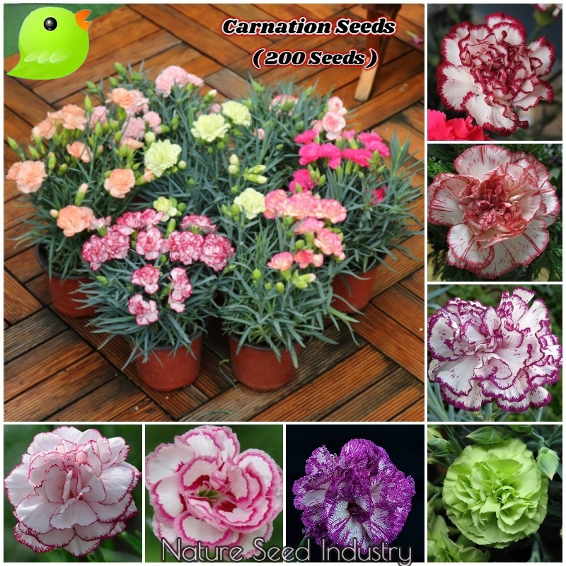 เม็ดพันธุ์ ดอกคาร์เนชั่น บอนสี บรรจุ 200 เมล็ด สีผสม Carnation Seeds Flower Seeds for Planting ปลูกง่าย อัตราการงอกสูง
