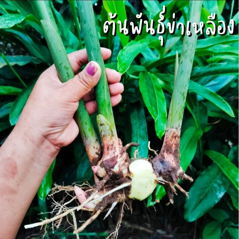 ต้นพันธุ์ข่าเหลือง พร้อมปลูก ไม่ตัดราก รวมแพ็ค 1 กิโลกรัม