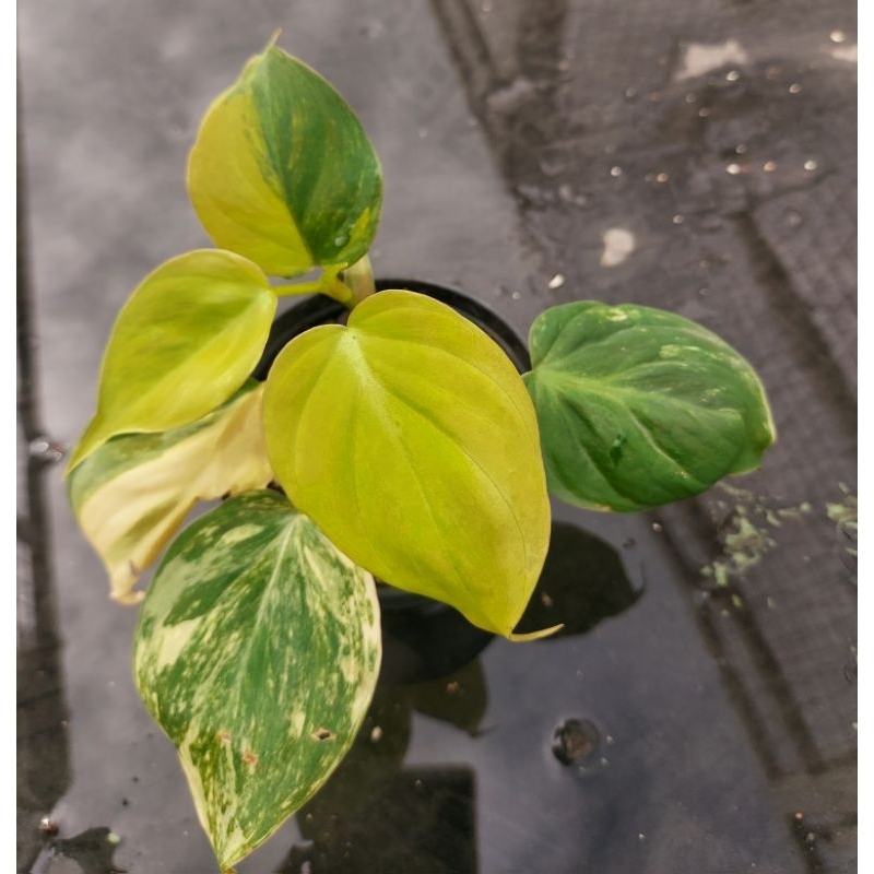 พลูสนิมด่าง (Philodendron Micans Variegated)