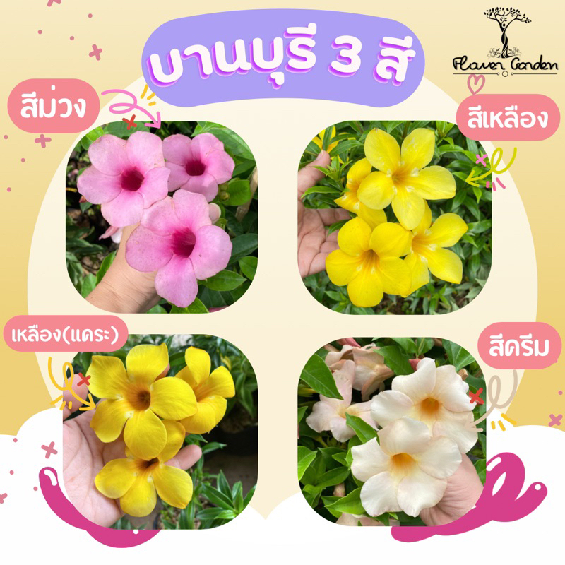 ต้นบานบุรี มี 3 สี ม่วง/ครีม/เหลือง (ส่งติดดอก) ไม้แต่งบ้าน ไม้พุ่มกึ่งเลื้อย แบบถุง