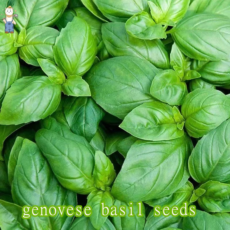เมล็ดพันธุ์ อิตาเลี่ยน เบซิลใบใหญ่ Italian Large Leaf Basil Seed บรรจุ 150 เมล็ด คุณภาพดี ราคาถูก ของแท้ 100%
